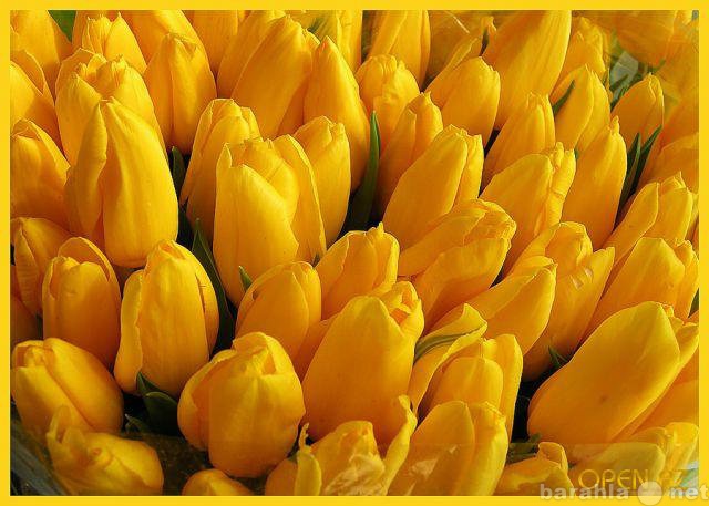 Продам: Свежие тюльпаны к 8 марта