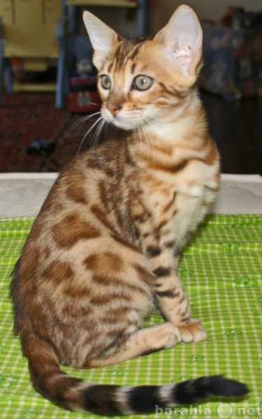 Продам: Бенгальские котята с шикарными глазами