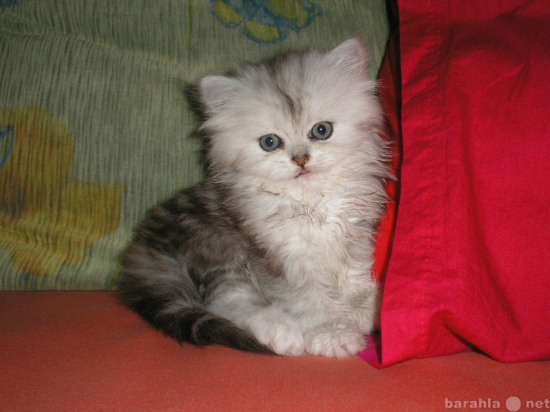 Продам: котёнок персидский