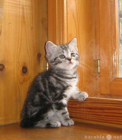 Продам: Симпатичные малыши -шотландские котята
