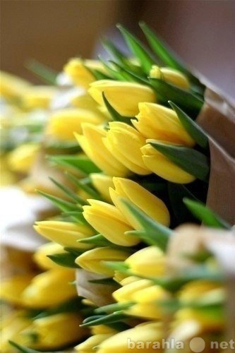 Продам: Тюльпаны к 8 марта оптом в Новосибирске