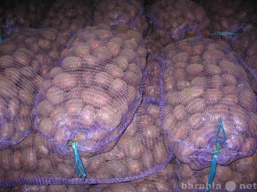Продам: картофель оптом скарлет
