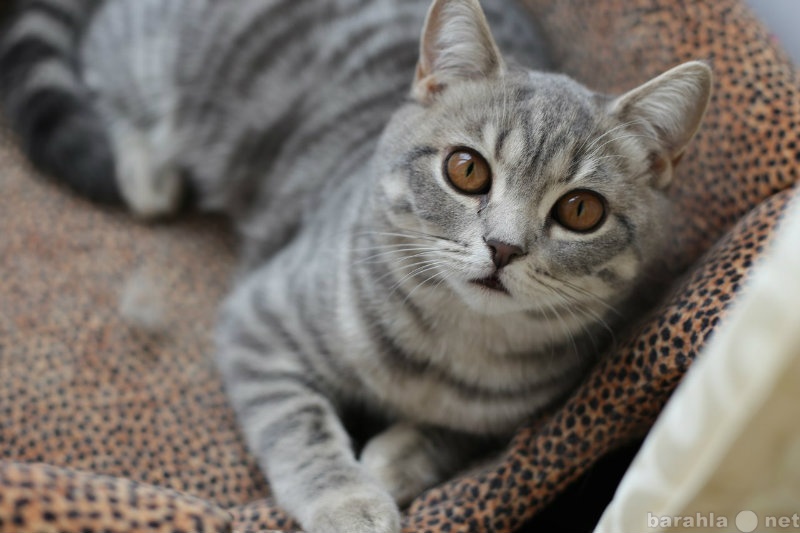 Продам: Британские котята цвета Вискаса г. Бердс