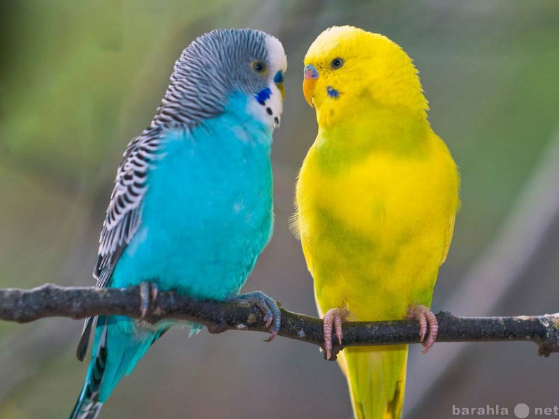 Продам: волнистые попугаи домашнего разведения