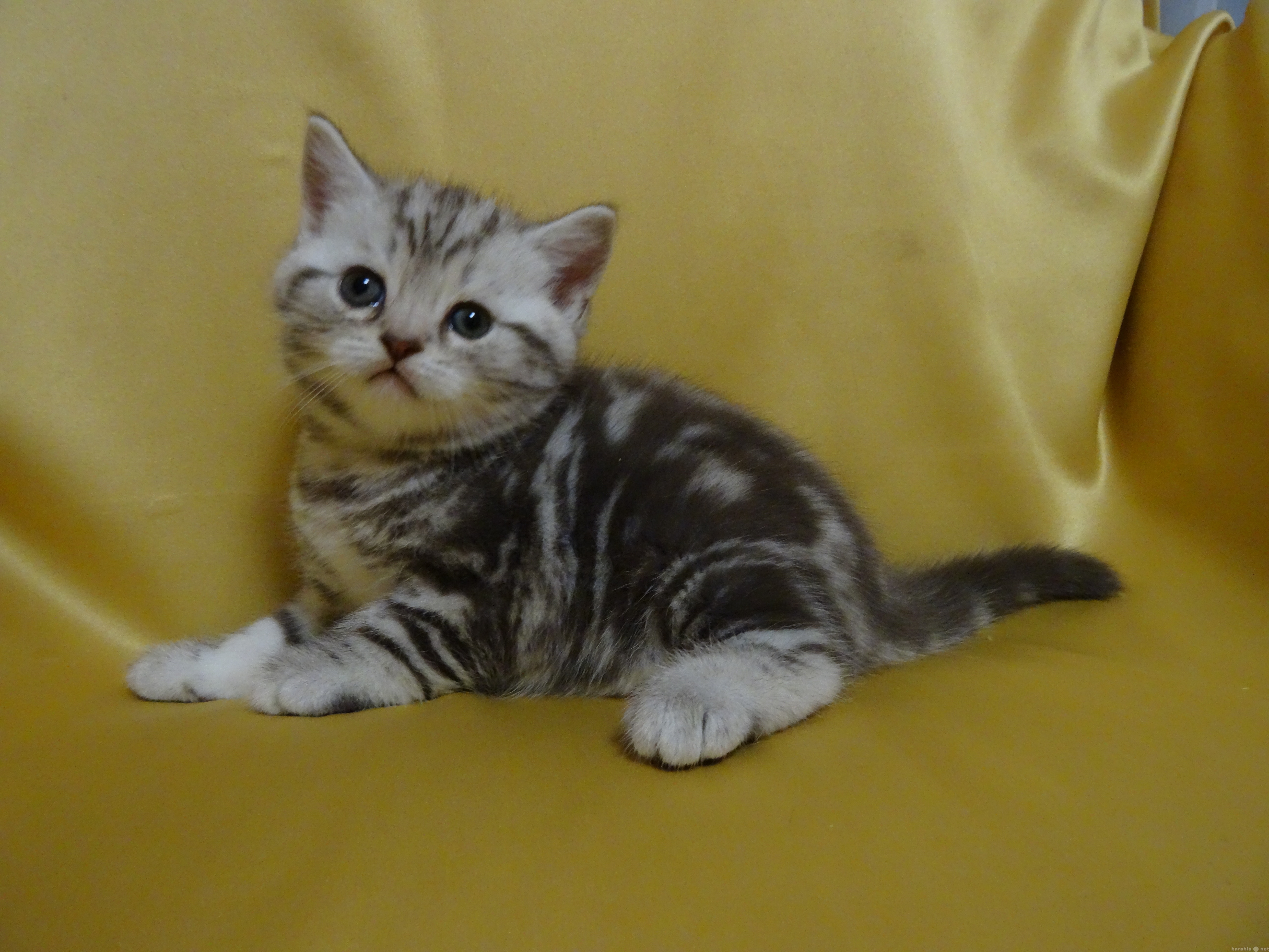 Продам: породистый шотландский котенок