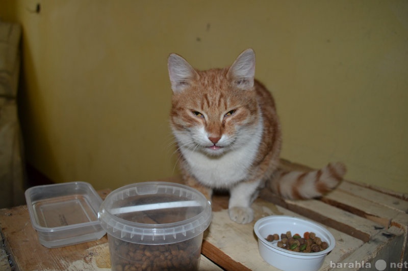 Отдам даром: Найдена рыжая полосатая кошка на Суздалк