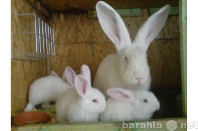 Продам: Кролики фландр, ризен, баран