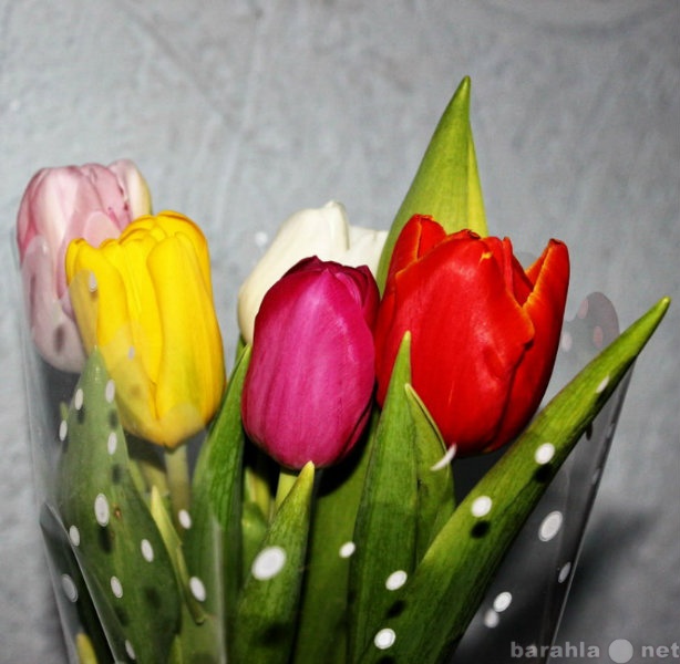 Продам: Тюльпаны оптом и мелким оптом в Новосибе