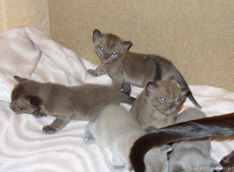 Продам: Бурманские котята голубого и соболиного