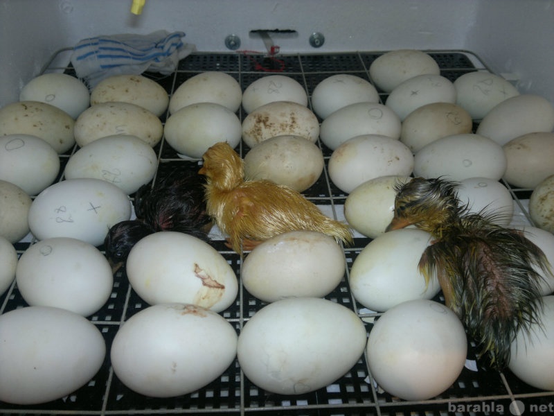 Продам: Инкубационное яйцо уток и гусей