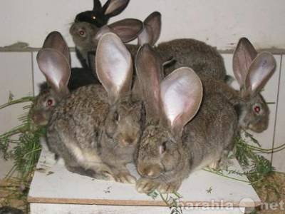 Продам: Кролики гиганты Фландр, Ризен, Баран.