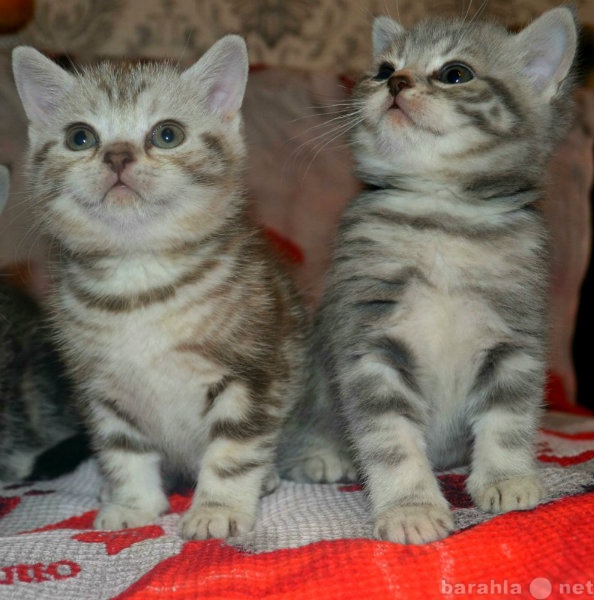 Продам: Шотландские прямоухие котята (девочки)