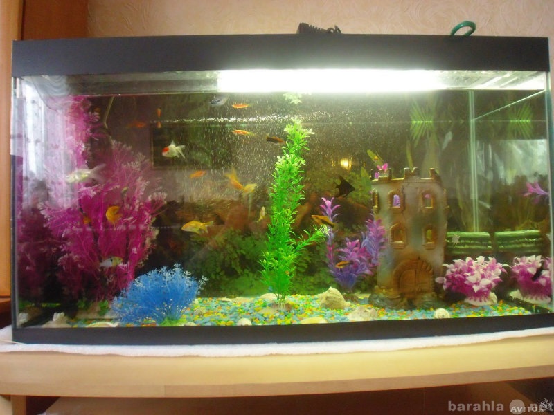 Продам: аквариум с рыбками