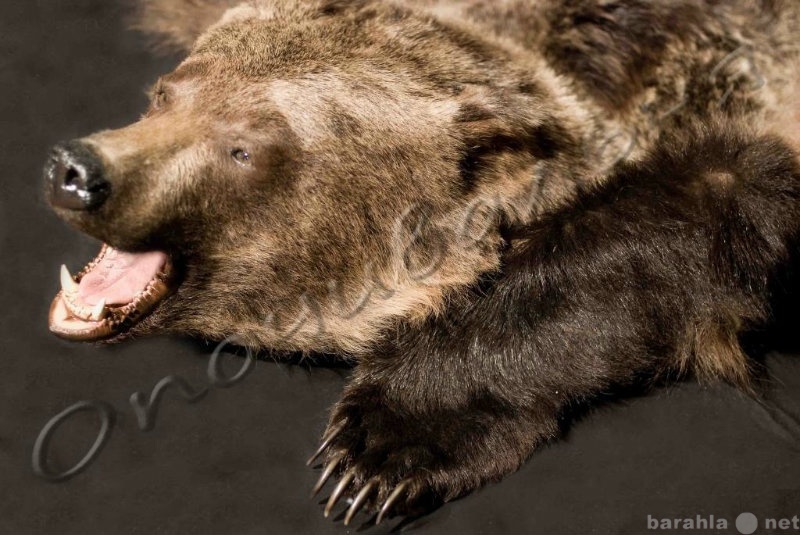 Продам: Шкуру медведя -Интерьерный меховой ковер