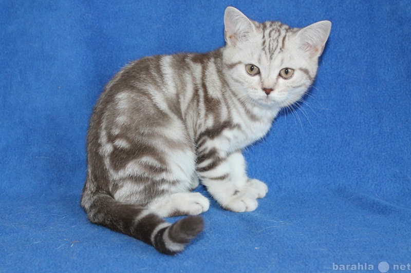 Продам: Шотландская короткошерстная кошка
