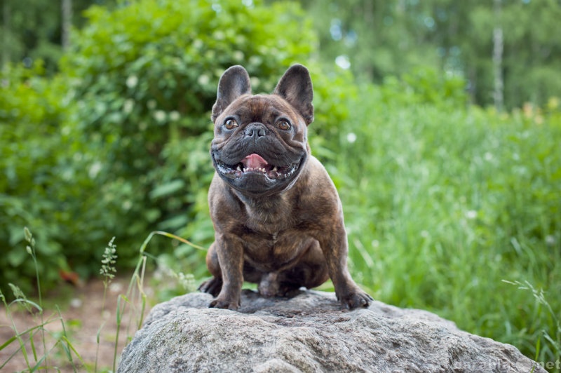Продам: Французского бульдога щенка