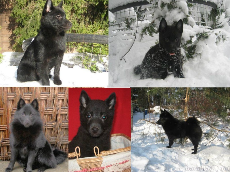Продам: Шипперке щенки Редкая порода в России