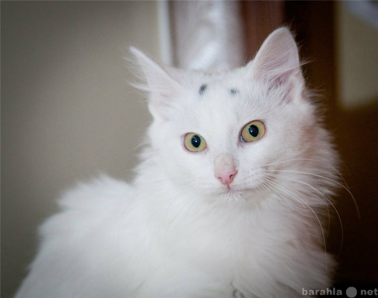 Отдам даром: Белоснежный пушистый котенок в дар