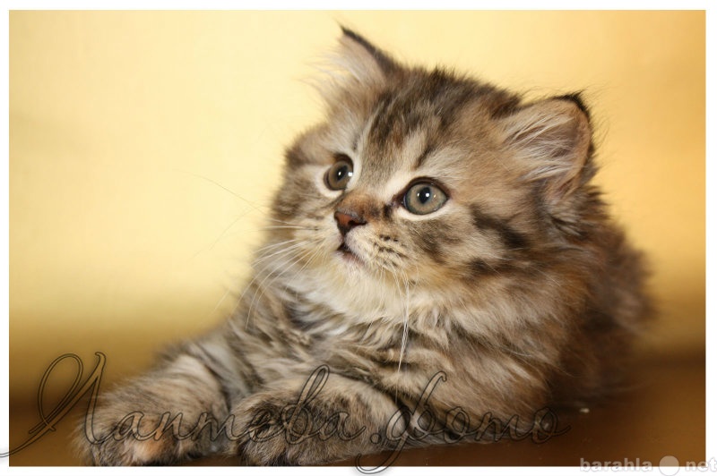 Продам: Британские котята ярких окрасов