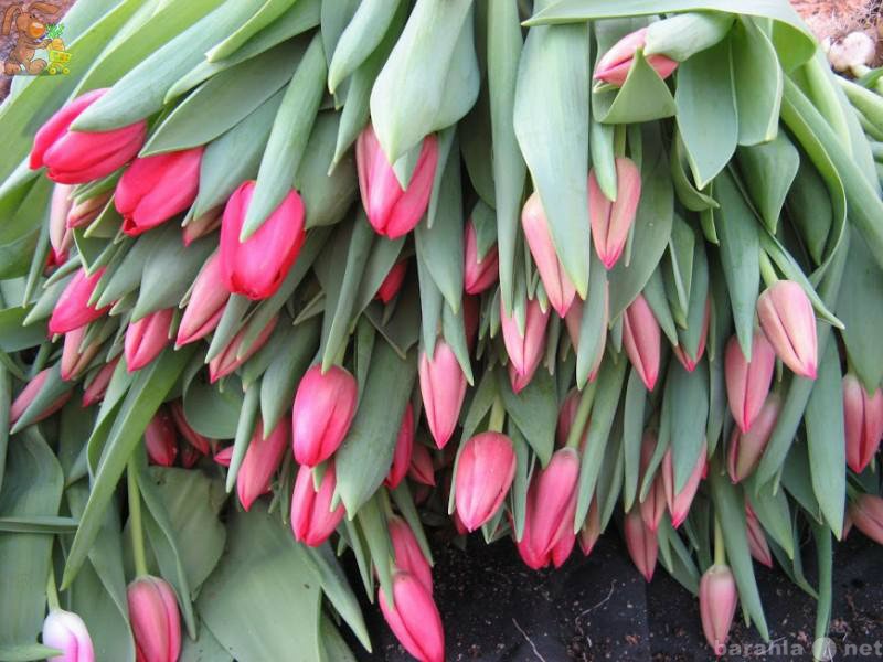 Продам: Тюльпаны свежая срезка оптом Красноярск