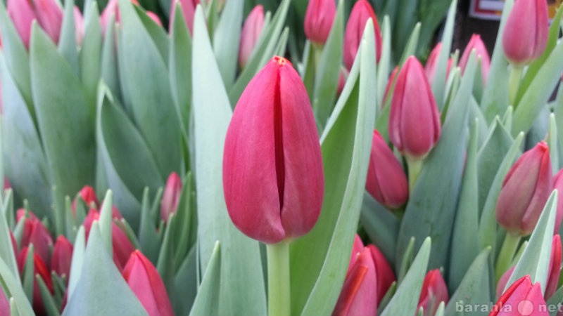 Продам: Тюльпаны Оптовая продажа к 8 марта