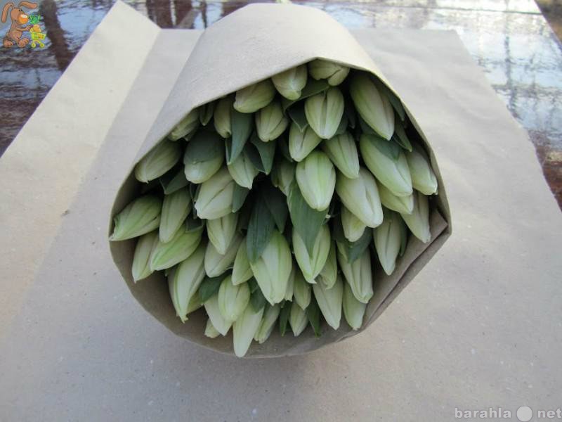 Продам: Голландские тюльпаны от 50 см цветок