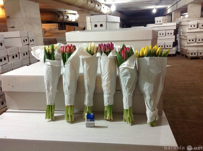 Продам: Тюльпаны оптом в красноярске на 8 марта