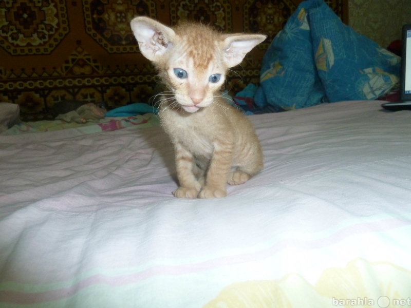 Продам: котята петербургский сфинкс
