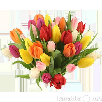 Продам: Тюльпаны на 8 марта оптом