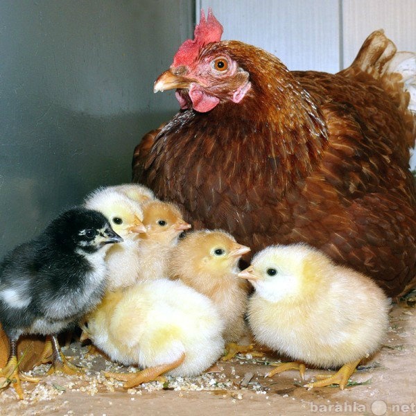 Продам: Комбикорм для птиц (цыплята-бройлеры, ку