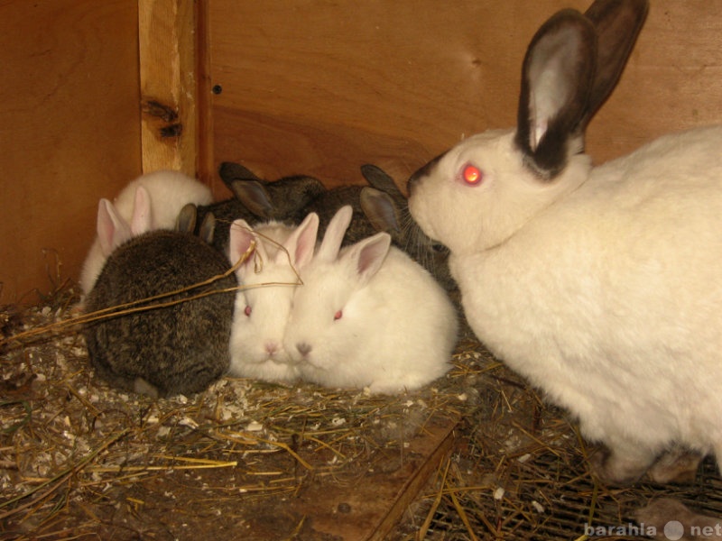 Продам: Кролики мясных пород семья+кролы