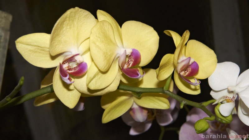 Продам: Орхидеи