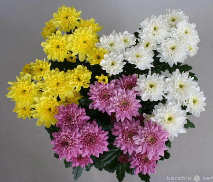 Продам: Хризантемы белые, желтые, розовые