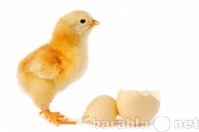 Продам: Продам инкубационное яйцо, цыплят