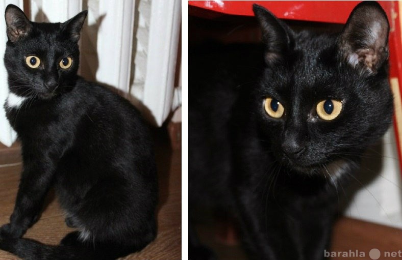 Продам: Таинственный угольно-черный кот