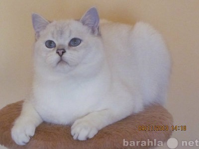 Продам: котята серебристой британской шиншиллы