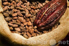 Продам: Какао-бобы