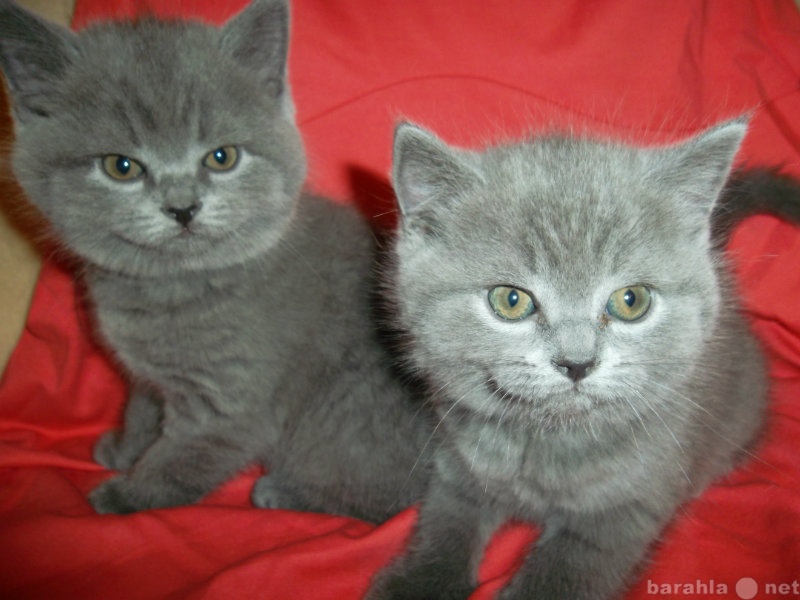 Продам: Британские котята голубого окраса