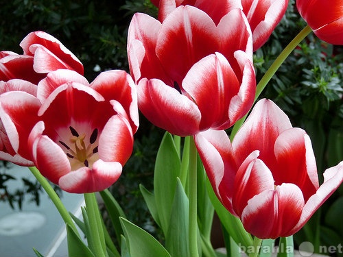 Продам: Тюльпаны от голландских селекционеров