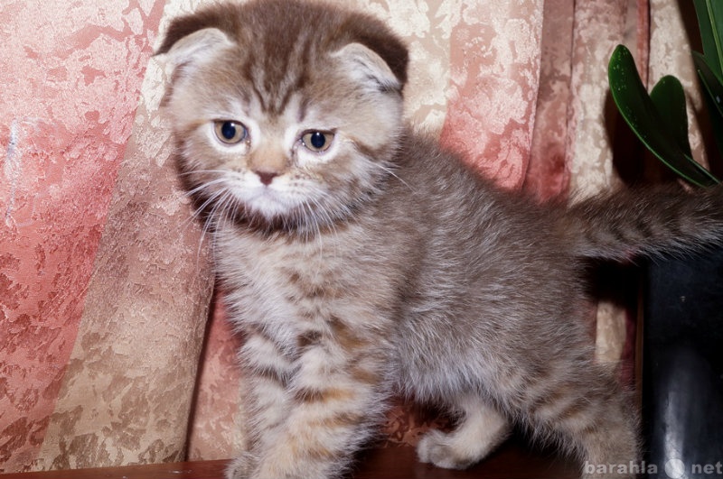 Продам: Британские и вислоухие котята в Балаково