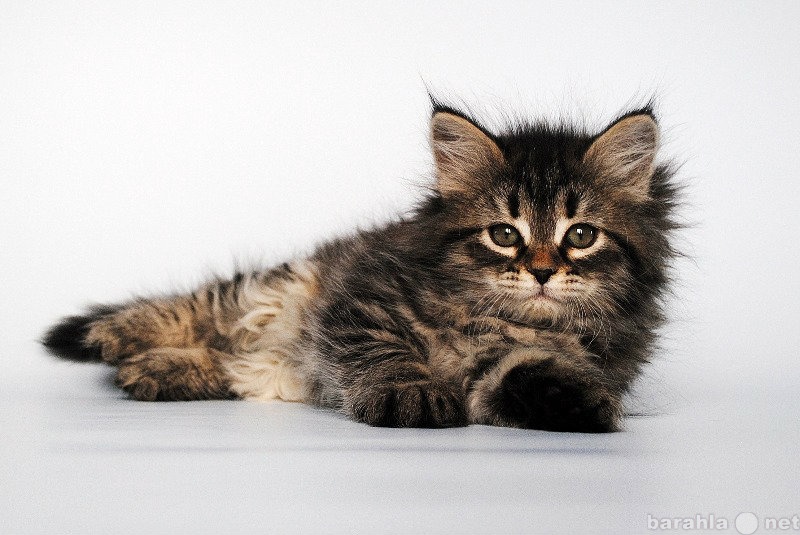 Продам: Сибирские котята из питомника Baraj