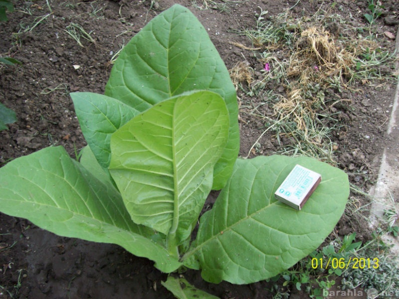 Продам: семена табака