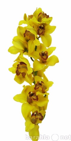 Продам: Орхидеи, свежесрезанные