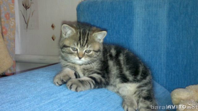 Продам: Британского короткошерстного котенока