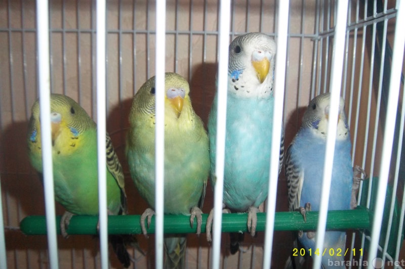 Продам: Птенцов волнистых попугайчиков