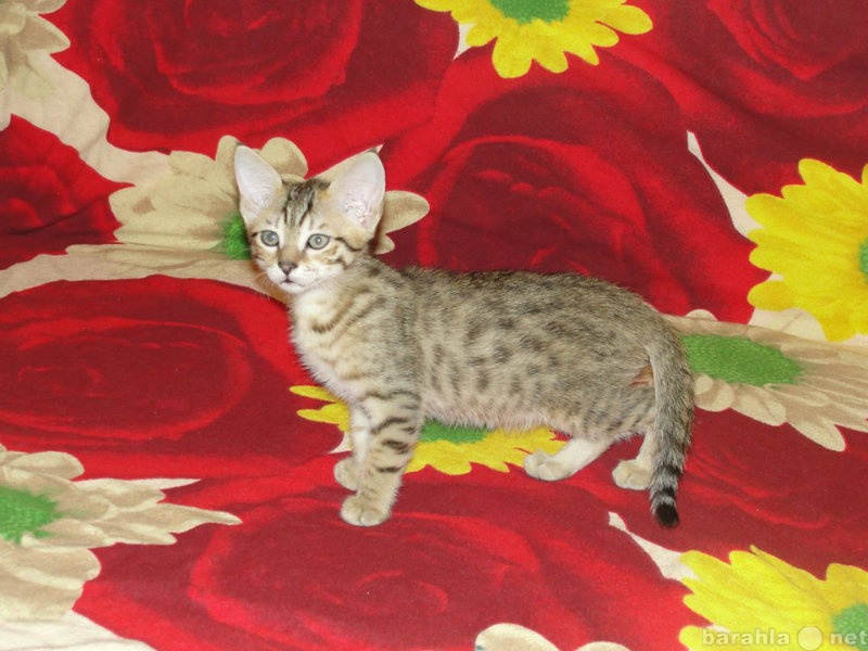 Продам: котята египетской мау