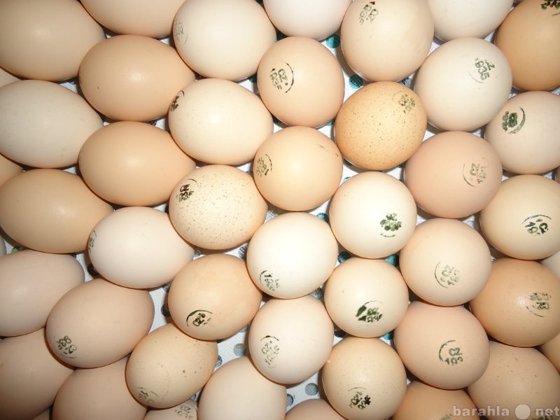 Продам: Инкубационное яйцо бройлера Арбор Айкрез