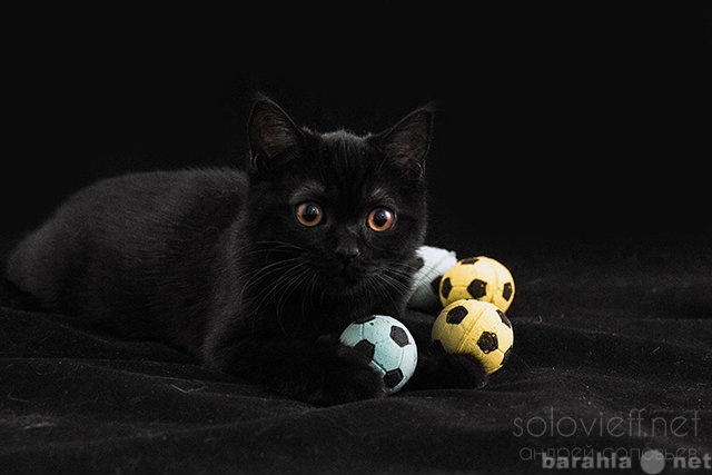 Продам: Черные бархатные британские котята