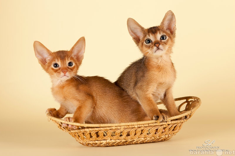 Продам: абиссинские  котята