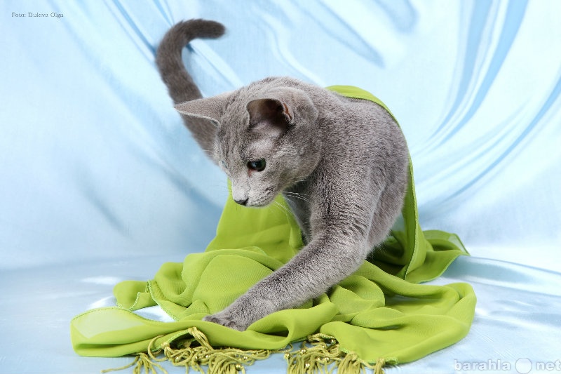 Продам: русская голубая кошка